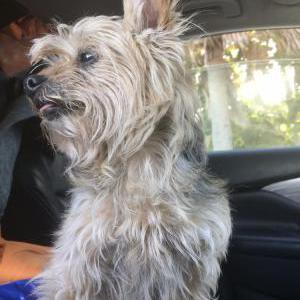Lost Dog Tinkerbell