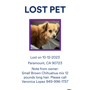 Lost Dog Osito