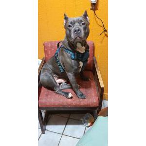 Lost Dog Thor