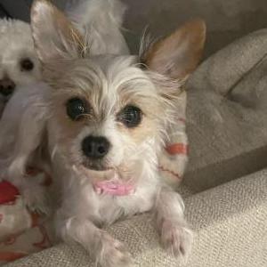 Image of Poppy, Lost Dog