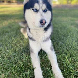 Lost Dog Balto