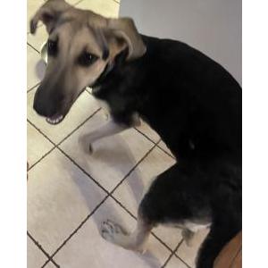 Found Dog GermanShepherdX