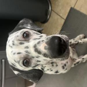 Lost Dog Pepper