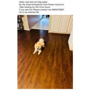 Lost Dog Taffy