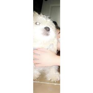 Lost Dog Tiger