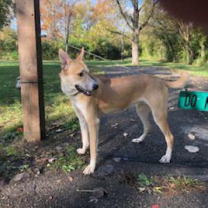 Found Dog Unknown