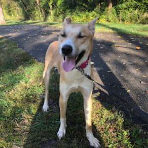 2nd Image of Unknown, Found Dog