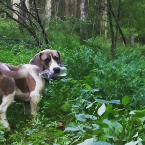 2nd Image of Ranger, Lost Dog