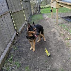 Lost Dog B