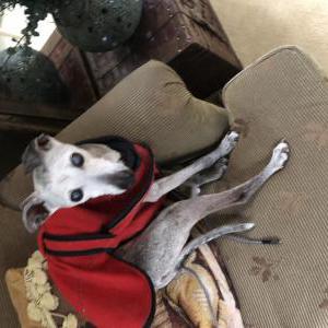 Lost Dog Sela