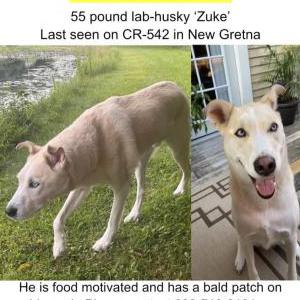 Lost Dog Zuke