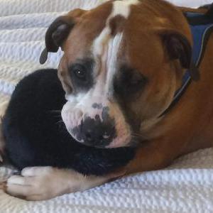 Lost Dog Baby