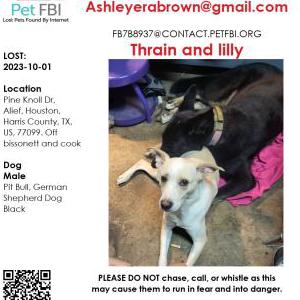 Lost Dog Thrain and lilly