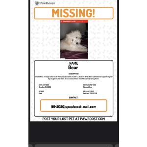 Lost Dog bear