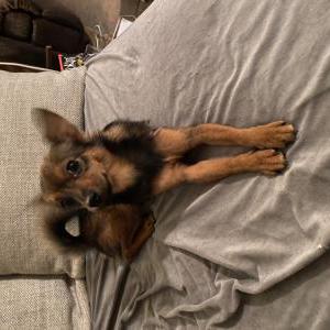 Found Dog Unknown