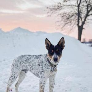 Lost Dog Huey