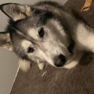 Lost Dog Tango