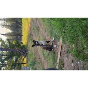 Lost Dog Bowser