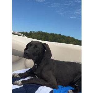 Image of River, Lost Dog