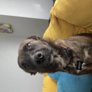 Lost Dog Holly