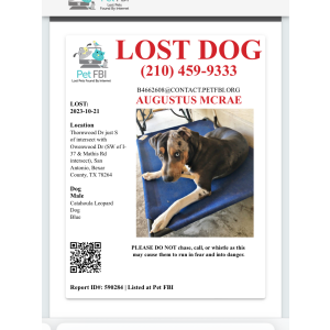 Lost Dog Augustus