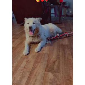 Image of Lana Lu, Lost Dog