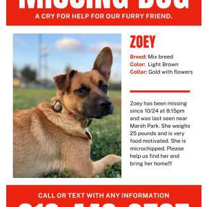 Lost Dog Zoey