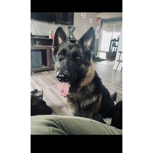 Lost Dog Koda