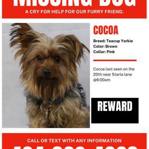 Lost Dog Cocoa