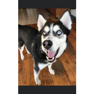 2nd Image of Xoro, Lost Dog