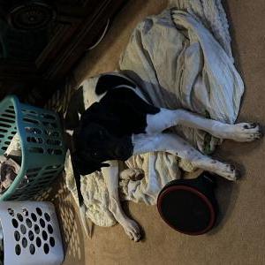 Image of Moose, Lost Dog