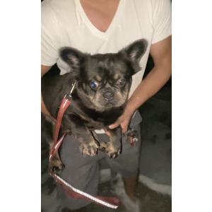 Lost Dog Coco