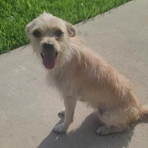 Found Dog Unknown