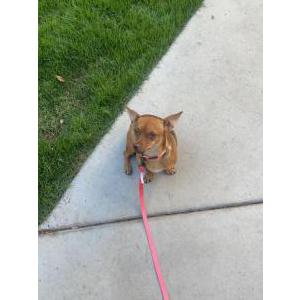 Lost Dog Ginger