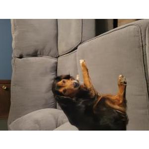 Lost Dog Owen