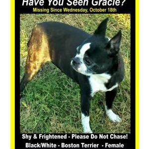Lost Dog Gracie