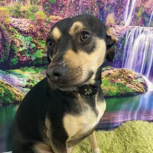 Lost Dog Jop