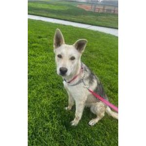 Lost Dog Cinnamon