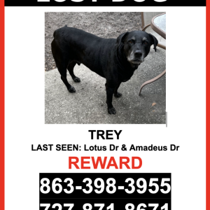 Lost Dog Trey