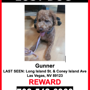 Lost Dog Gunner