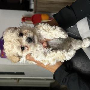 Image of Fendi, Lost Dog