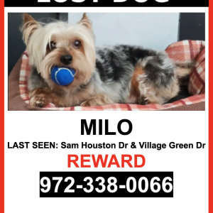 Lost Dog MILO