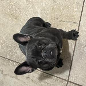 Lost Dog Grey