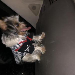 2nd Image of tiny ( lun), Lost Dog