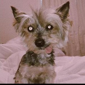 Lost Dog Bella Sanchez