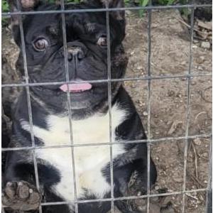 Lost Dog Frenchie