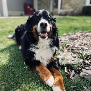 Image of Marshall, Lost Dog