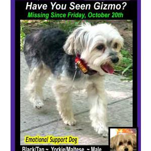 Image of Gizmo, Lost Dog