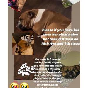 Lost Dog Queenie