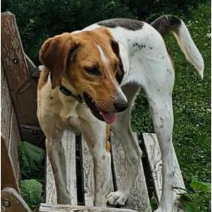 Lost Dog Tessa
